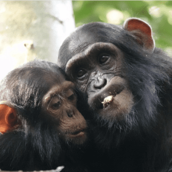 Daily Dive # 015 | First Evidence That Chimpanzees Share Experiences